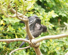 Corvus