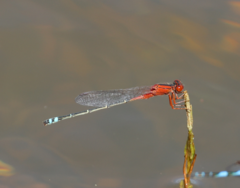 Xanthagrion erythroneurum