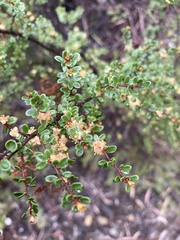 Micrantheum serpentinum