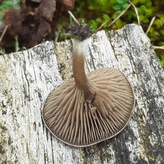 Entoloma undatum