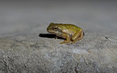Hyla sarda