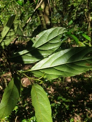 Alangium villosum