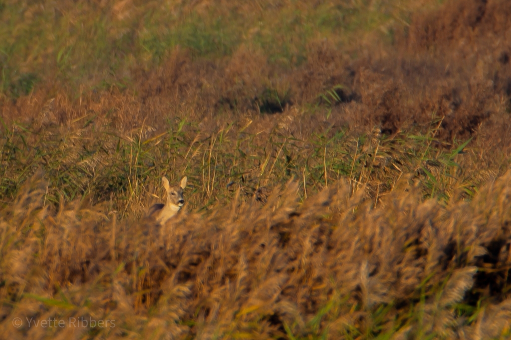 Western Roe Deer from Strijen, NL-ZH, NL on November 14, 2022 at 09:52 ...