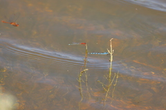 Xanthagrion erythroneurum