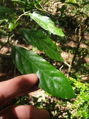 Alangium villosum