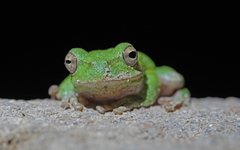 Hyla sarda