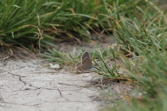 Plebejus argyrognomon