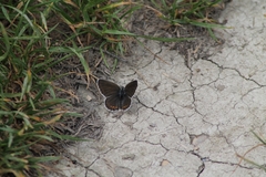 Plebejus argyrognomon