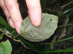 Clerodendrum tomentosum