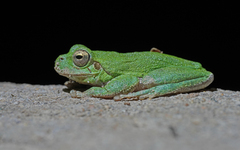 Hyla sarda