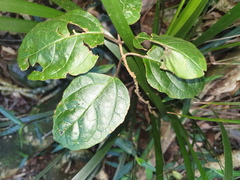 Clerodendrum tomentosum