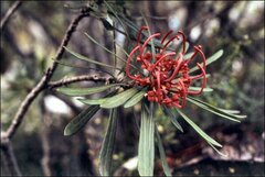 Telopea truncata