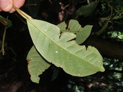 Quintinia verdonii