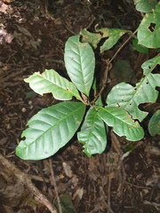 Quintinia verdonii