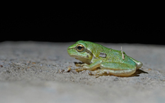 Hyla sarda