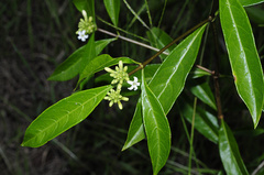 Morinda royoc