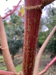 Tracheophyta