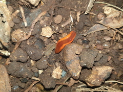 Argonemertes hillii