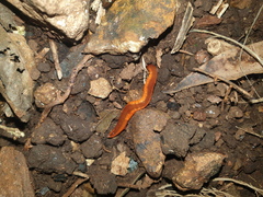 Argonemertes hillii