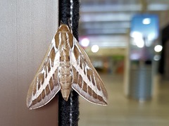 Hyles livornicoides