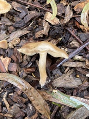 Agrocybe