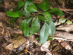 Planchonella australis