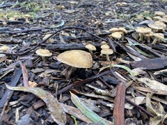 Agrocybe