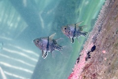 Sphaeramia orbicularis