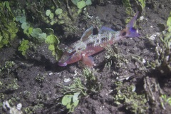 Parupeneus barberinus