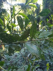 Capparis arborea