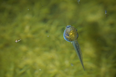 Hyla sarda