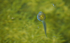 Hyla sarda