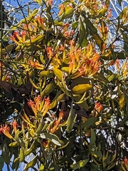 Lorantheae