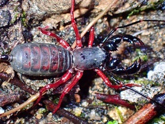 Hypoctonus