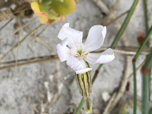 Image of Silene undulata by (c) Caroline Voget, some rights reserved (CC BY)