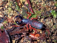Hypoctonus