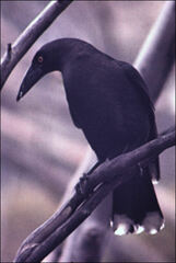 Strepera fuliginosa