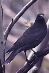 Strepera fuliginosa