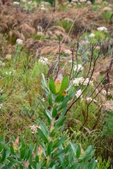 Leucadendron gandogeri