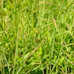 Rhyothemis graphiptera