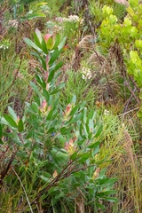 Leucadendron gandogeri
