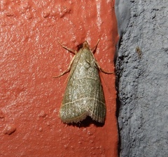 Hypsopygia