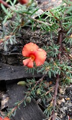 Gompholobium uncinatum