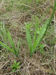 Albuca virens image