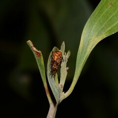 Salsa brisbanae