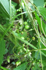 Cuscuta lupuliformis