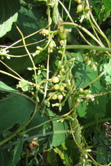 Cuscuta lupuliformis