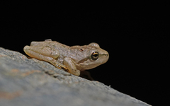 Hyla sarda