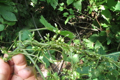 Cuscuta lupuliformis