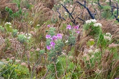 Pelargonium cucullatum cucullatum